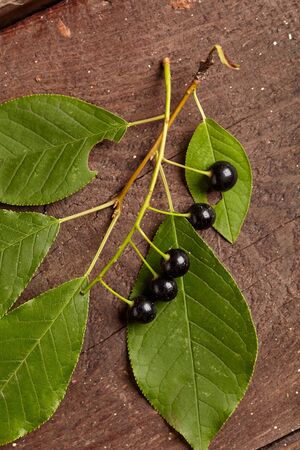Overhead view of branch of bird berries on wooden background. Studio lighting. Healthy eating...