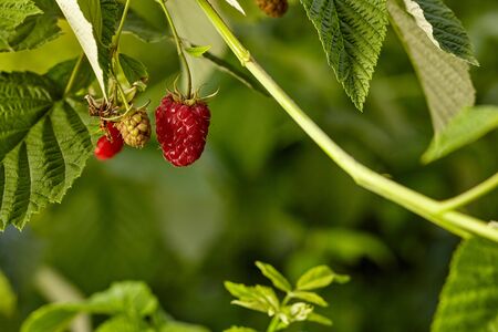 Close-up view of raspberries on branch in home garden. Homegrown food. Healthy eating concept.