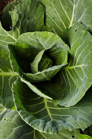 Close-up view of green cabbage on home garden. Homegrown food. Green life concept. Healthy eating conceptの写真素材