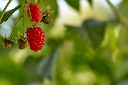 Close-up view of raspberries on branch in home garden. Homegrown food. Healthy eating concept.