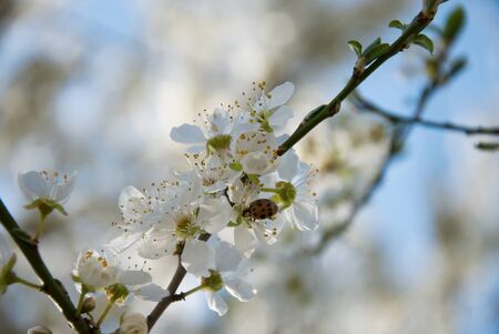 Ladybug on  a flowerの写真素材