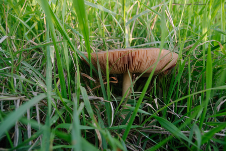 A mushroom hidden in the green grassの写真素材