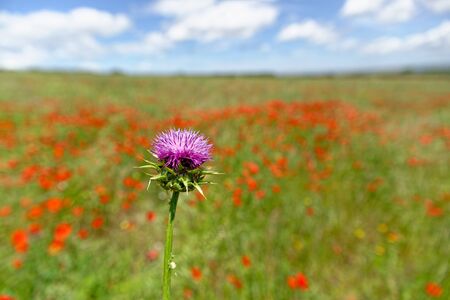Pink milk thistle in a field of grass and poppiesの写真素材