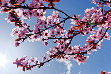 Peach branch with pink flowers backlit with sun and flareの写真素材