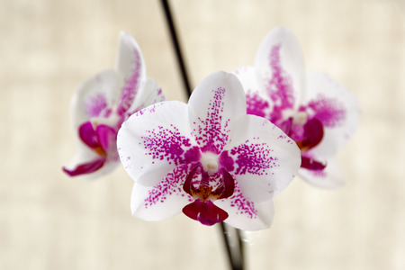 Orchidsの写真素材
