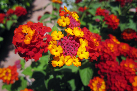 Red and yellow Lantana Flowersの写真素材