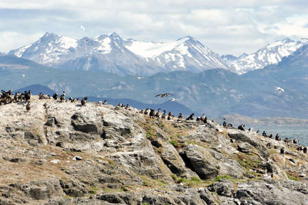 Cormorants in the Beagle Channel (Ushuaia - Argentina)の写真素材
