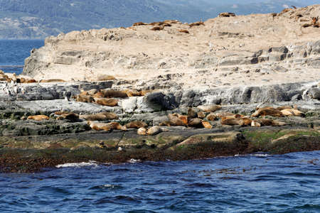 Sea lions in the Beagle Channel (Ushuaia - Argentina)の写真素材