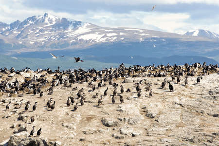 Cormorants in the Beagle Channel (Ushuaia - Argentina)の写真素材