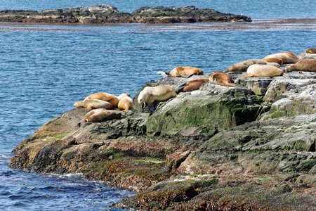 Sea lions in the Beagle Channel (Ushuaia - Argentina)の写真素材