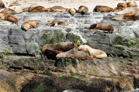 Sea lions in the Beagle Channel (Ushuaia - Argentina)の写真素材