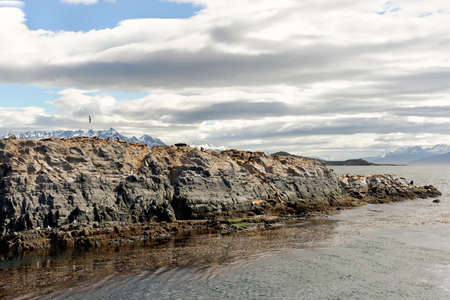 Islet in the Beagle Channel with sea lions and birdsの写真素材