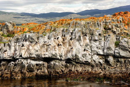 Cormorants nest the Beagle Channel (Argentina)の写真素材