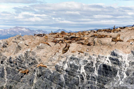 Sea lions in the Beagle Channel (Ushuaia - Argentina)の写真素材