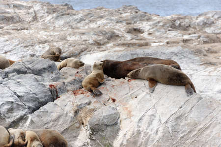 Sea lions in the Beagle Channelの写真素材