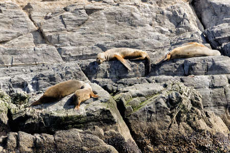 Sea lions in the Beagle Channelの写真素材