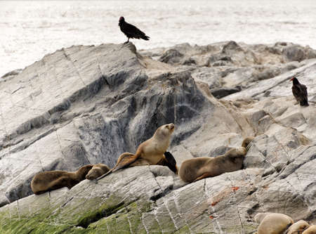Sea lions in the Beagle Channel (Ushuaia - Argentina)の写真素材