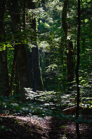 Forest in the mountains of Collemeluccio in Moliseの写真素材
