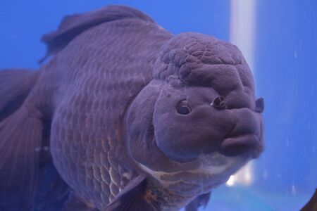 Blue fishの写真素材