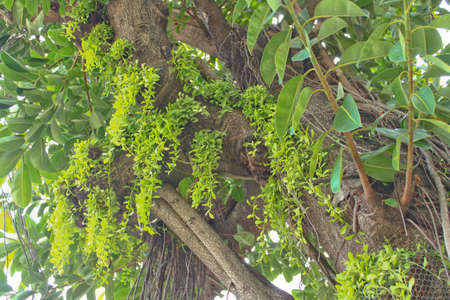 climbing plant on tree