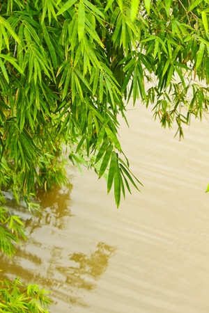 natural bamboo leaf over canalの写真素材