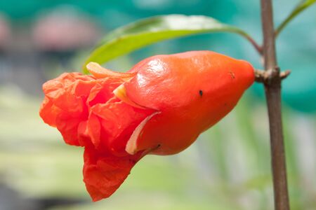 pomegranate flowerの写真素材