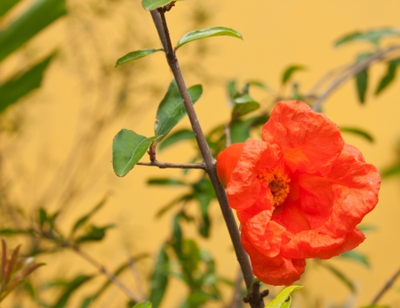 red pomegranateの写真素材