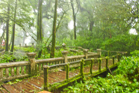 wood way in forest