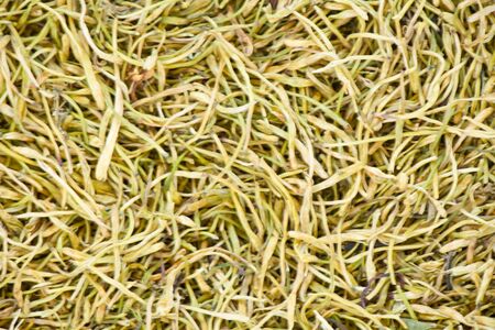 Loniceraの写真素材