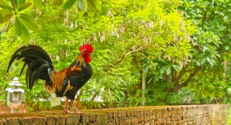 chicken on wallの写真素材