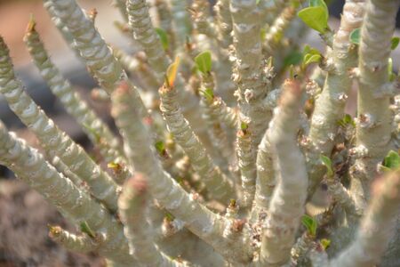 Thai socrottra adenium a desert rose.の写真素材