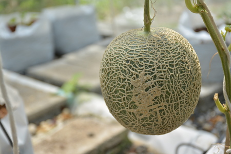Japanese sweet melon Kimochi farming.の写真素材