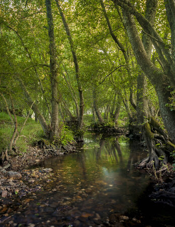 oak forest. river in zamora, spainの写真素材