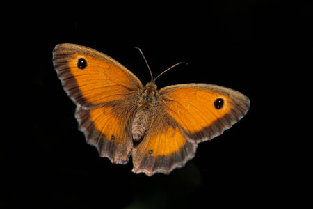 butterfly on black backgroundの写真素材