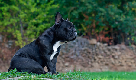 French bulldog, sanabria, zamora, spain,の写真素材