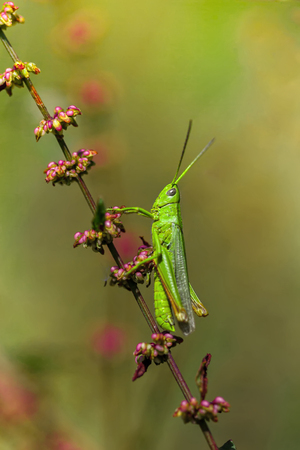 Green Grasshopper on branchの写真素材