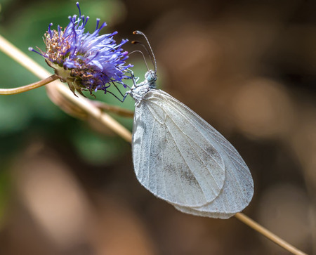 White butterfly on a purple floweの写真素材