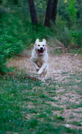 Golden retriever running. Purebred Golden Retriever on a summer dayの写真素材