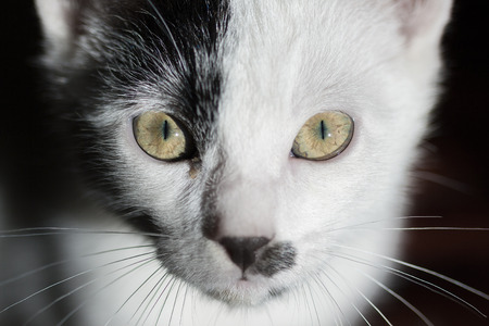Cat on black background. Intensely Cat Staring into the Cameraの写真素材
