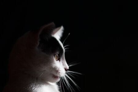 Black and white cat is isolated on black background. portraitの写真素材