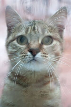 Cat Looking Out the Windowの写真素材