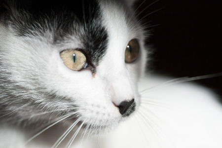 Cat on black backgroundの写真素材