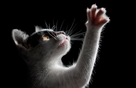 Cat on black background