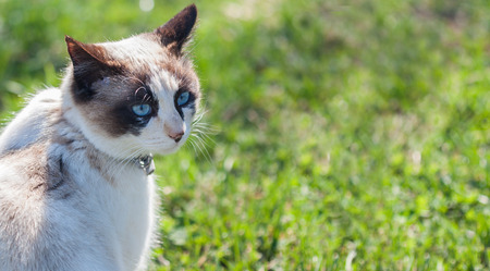 White kitten on a green lawn. Beautiful blue eyesの写真素材
