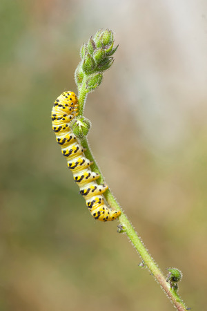 Caterpillar crawling on green twigの写真素材