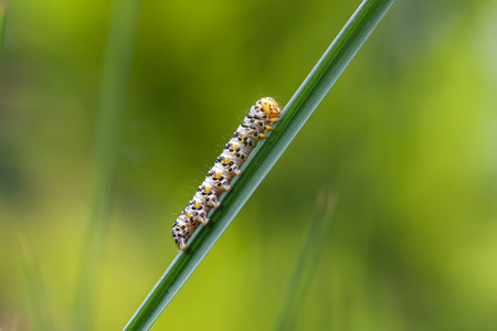 Caterpillar crawling on green twigの写真素材