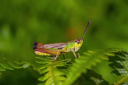 multicolored grasshopper.の写真素材