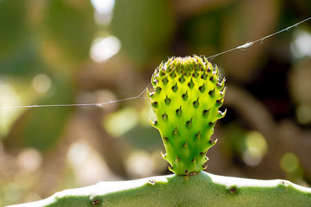 alien point of view of prickly pearの写真素材