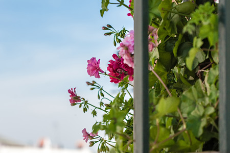 Different view of Andalusian balcony full of flowers in Mayの写真素材