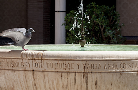 pigeon standing on a marble fountain with fresh waterの写真素材